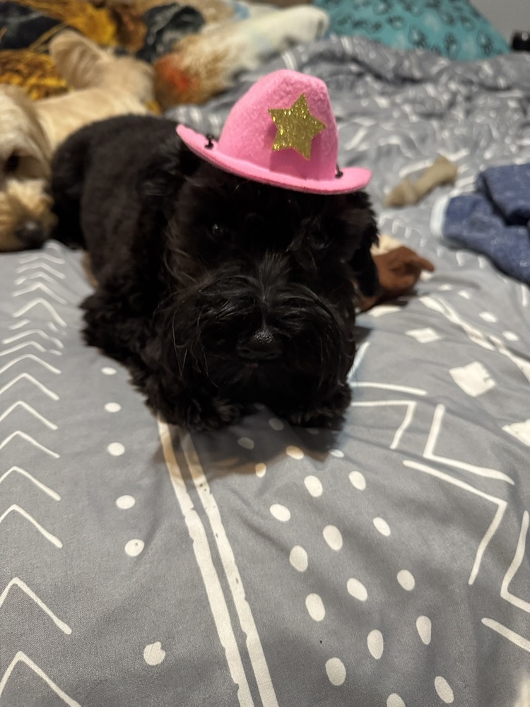 A fluffy black dog in a pink cowboy hat, relaxing on a bed