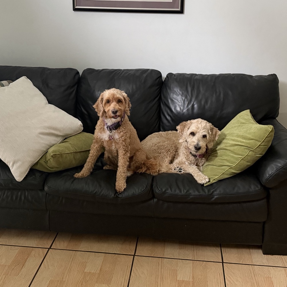 Dakota and Piper, two doodles, sitting together on a black leather sofa