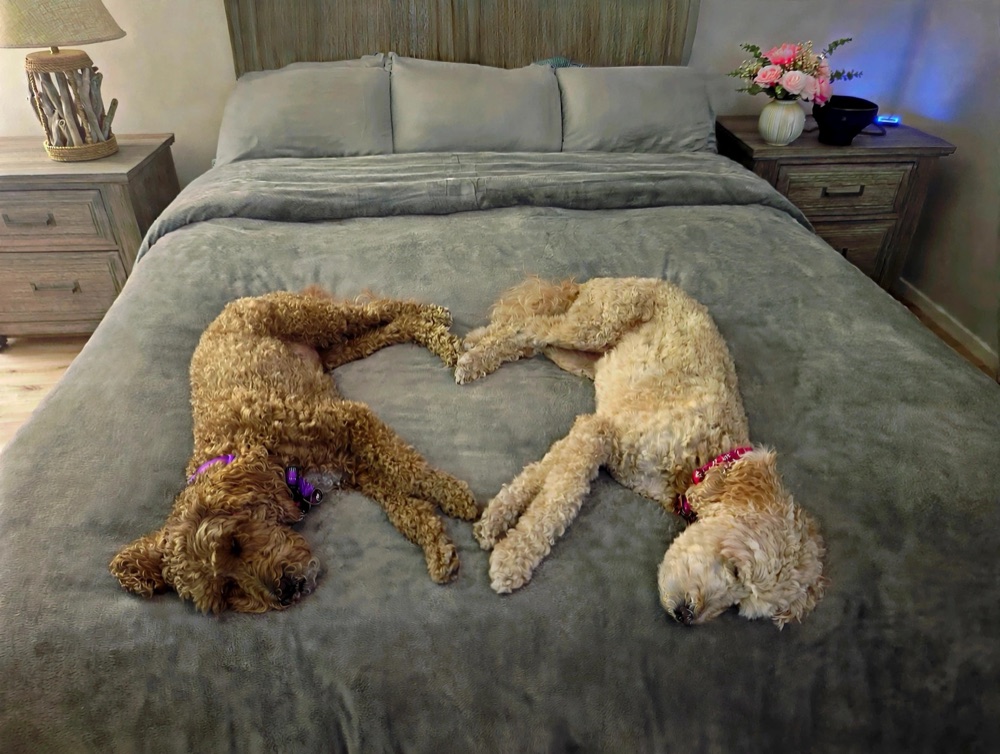Dakota and Piper, two doodles, asleep on a neatly made bed with their legs forming a heart