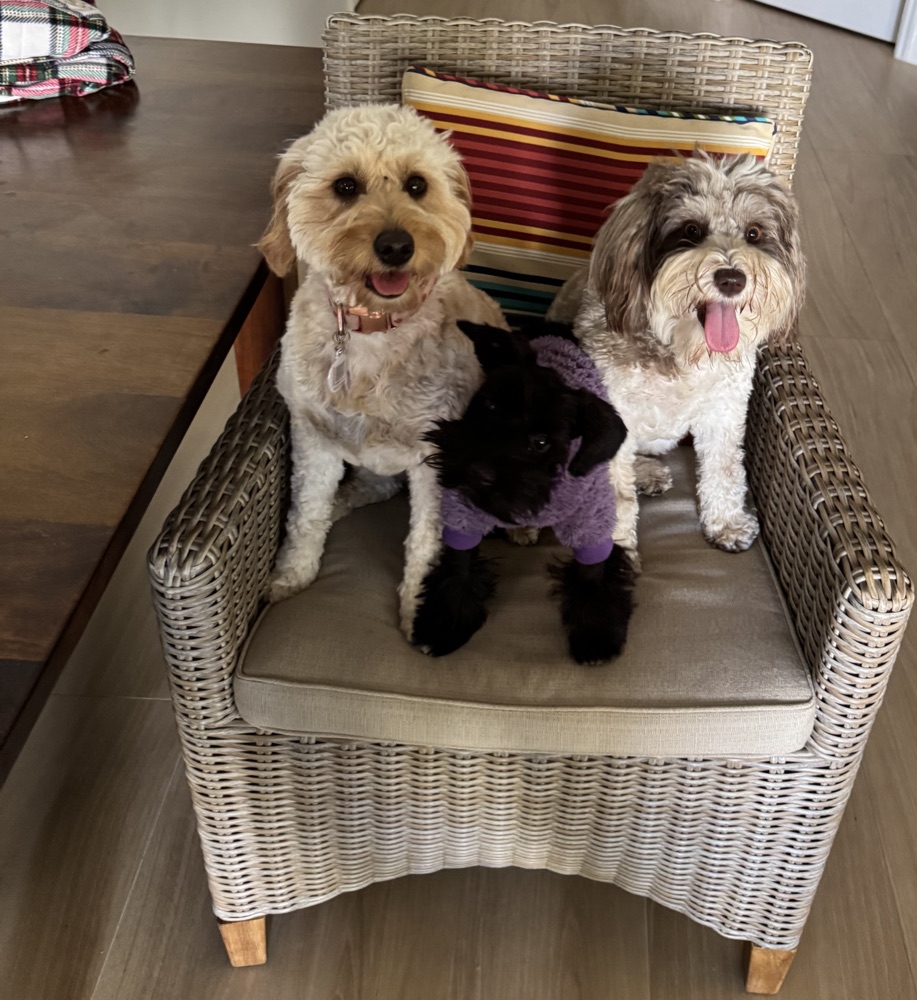 Three small dogs sitting together in a wicker chair