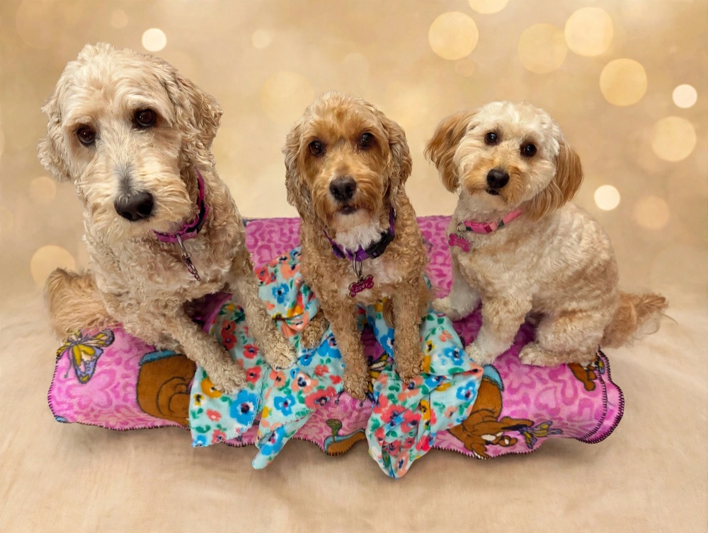 Three doodles sitting side by side on a pink blanket