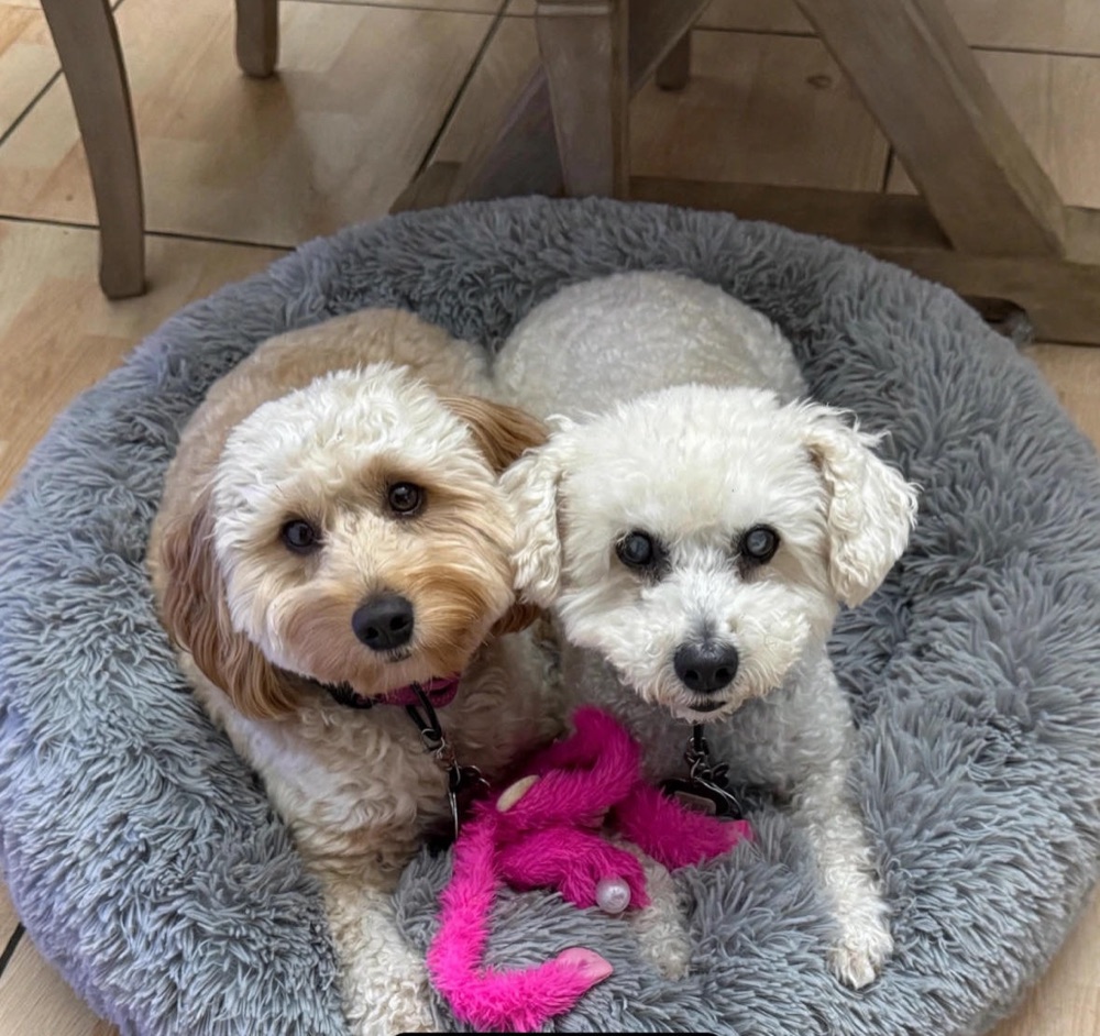 Millie Mae and Clyde snuggled together on a gray dog bed