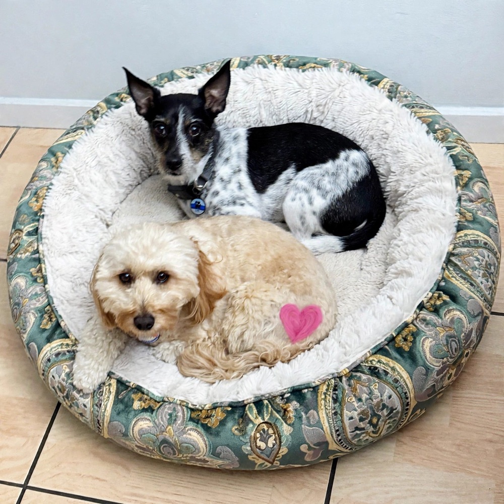 Millie Mae curled up in a dog bed with Vinny, a black and white dog