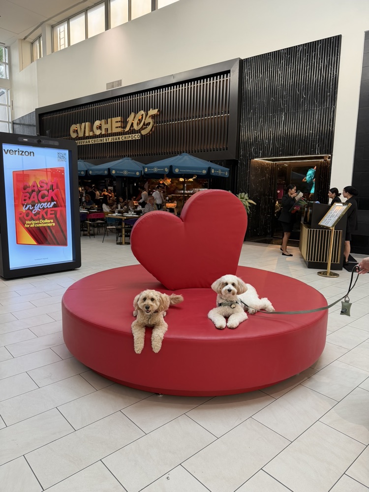 Two small dogs posing on a giant red heart during an outing