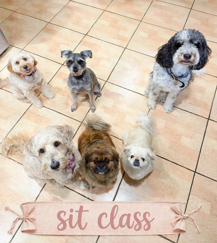 Six small dogs sitting nicely for the camera at a group sit class